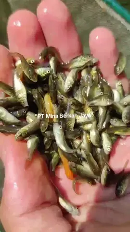 Buruan, sebelum ikannya ke booking tetangga!