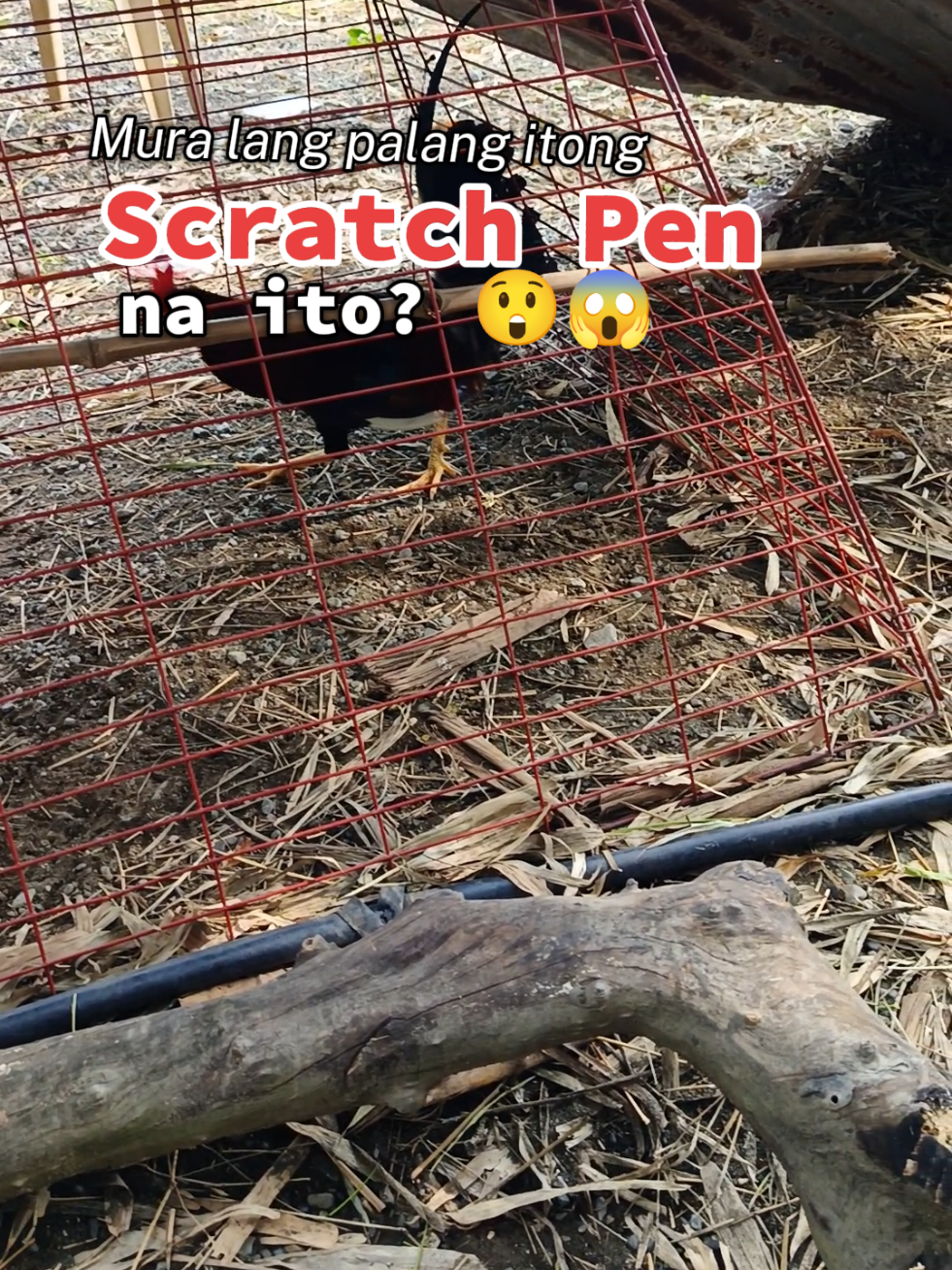 Scratch pen  *14 line   *Made with high Quality voted WIRE👈  click the yellow basket to order👈 #scratchpen #chicken #chickenpen #kulungan #manok 