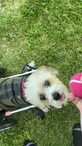 Playtime #anniesjourney #adoptdontshop #specialneedsdog #wheelchairdog #dogsoftiktok #playtime #fetch 