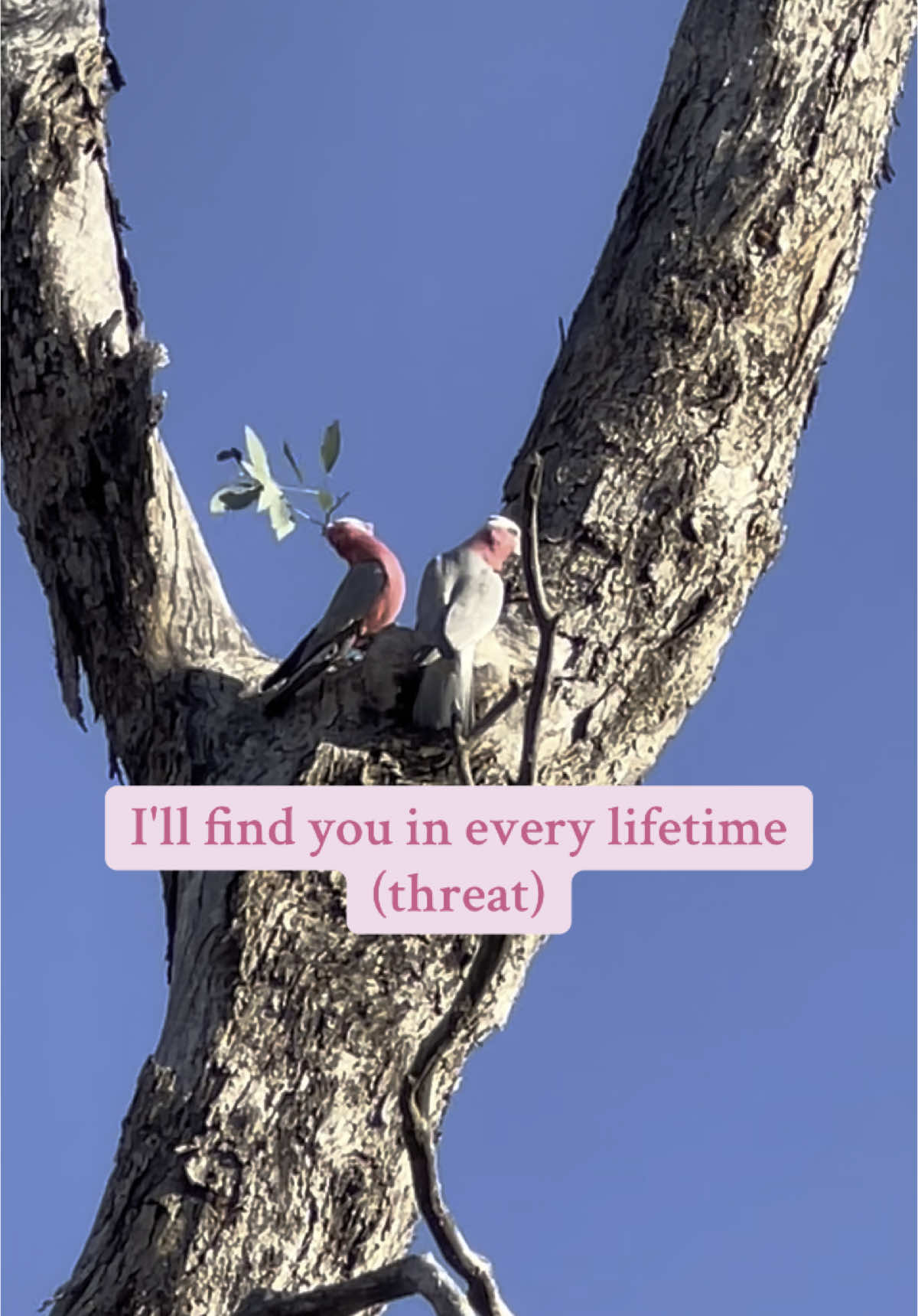 Still one of my favourite videos that l've ever captured 😂 These birds are hilarious 💞 #galah #cockatoo #funnybirds #birds #birdsoftiktok #australia #aussie #australianbirds #aussiethings #fyp #foryou #foryoypage
