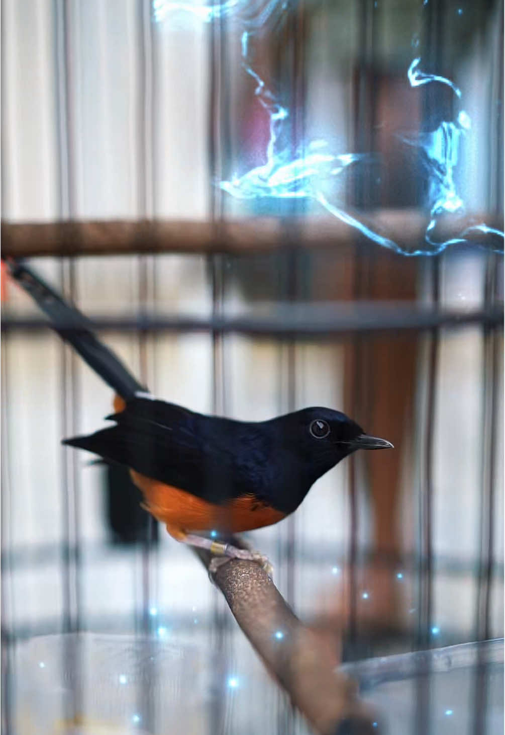 Hari bersih bersih jumat bolo #muraibatuindonesia #mutaibatuprestasi #fypシ゚ #muraimania #muraibatu #fypgakni #fyppppppppppppppppppppppp #muraibatumania #fypシ゚viral🖤tiktok #gantanganburung 