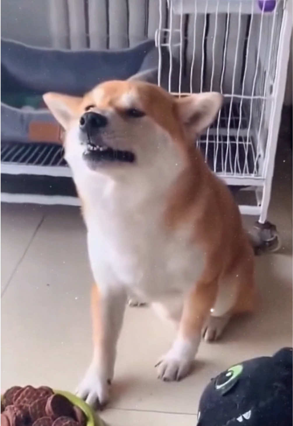 Wat da heck?!!! 😳 #xyzbca #fyp #tiktok #viralvideo #viral #dogsoftiktok #doglife #dog #dogs #cutedogs #funny #funnydogs