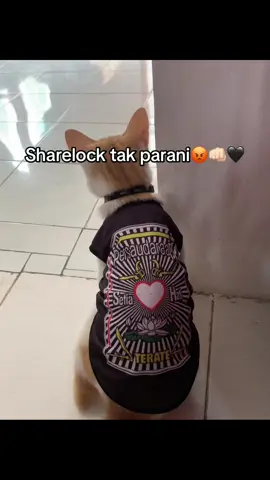 P sambung😡🤣 #fyp #viral #psht 