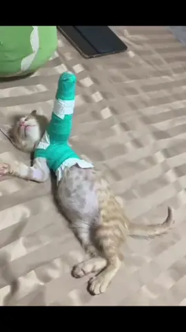 When I save some money…#fyp #funnyvideo #cat #catsoftiktok 