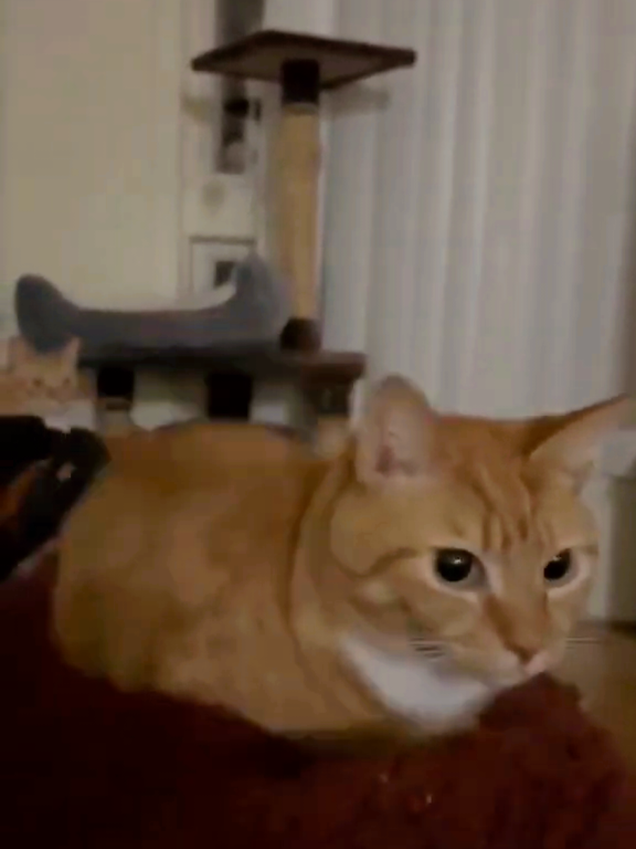Da Boing Boing Trak Cat Meme #meme #daboingboingtrak #gatos #paratii #cat #fypシ゚ 