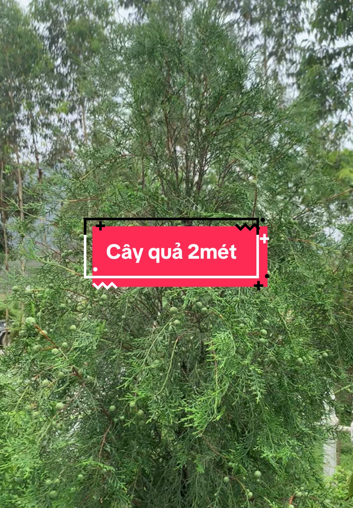 Có bác nào thích cây quả Hoàng đàn tuyết Lạng Sơn k? #hoangdantuyetlangson #xuhuongtiktok #thanhfarmer #caycanh 