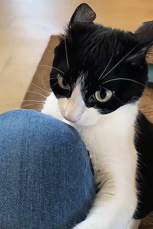 Watch out for the cat behind your back 🐱🐱#funnyvideo #Funny #pet #fyp #funnytiktok #foryou #funnymoments #usa🇺🇸 #funnycat 