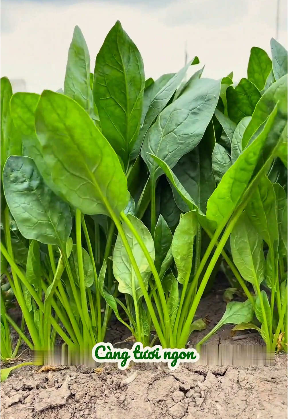 Cách gieo hạt cải bó xôi, rau chân vịt, rau bina #rauchanvit #caiboxoi #hatgiong 