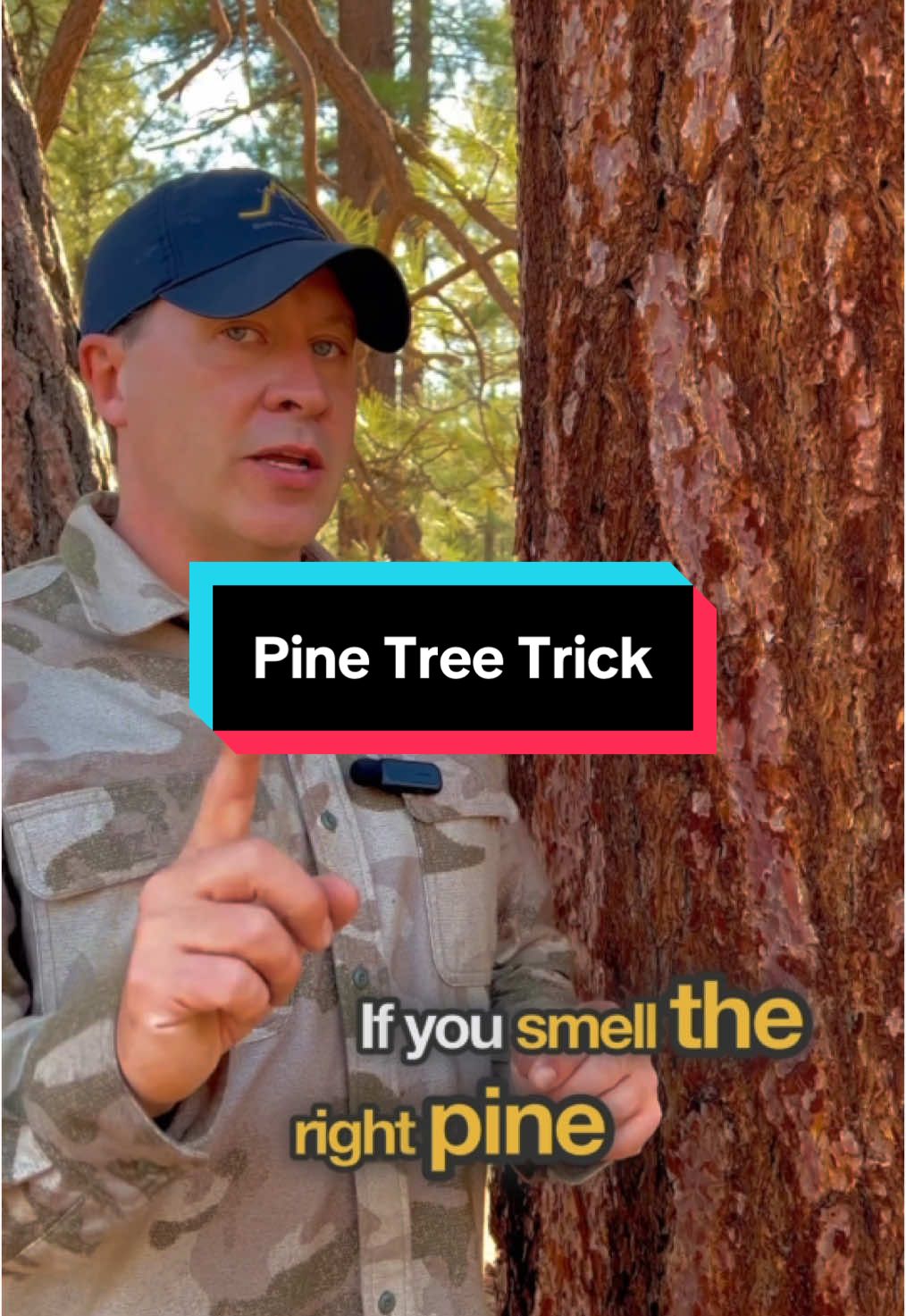 The Jeffrey Pine forests of California smell like vanilla chai cake. It’s wonderful! #survival #bushcraft #adventure #socal #yosemite 