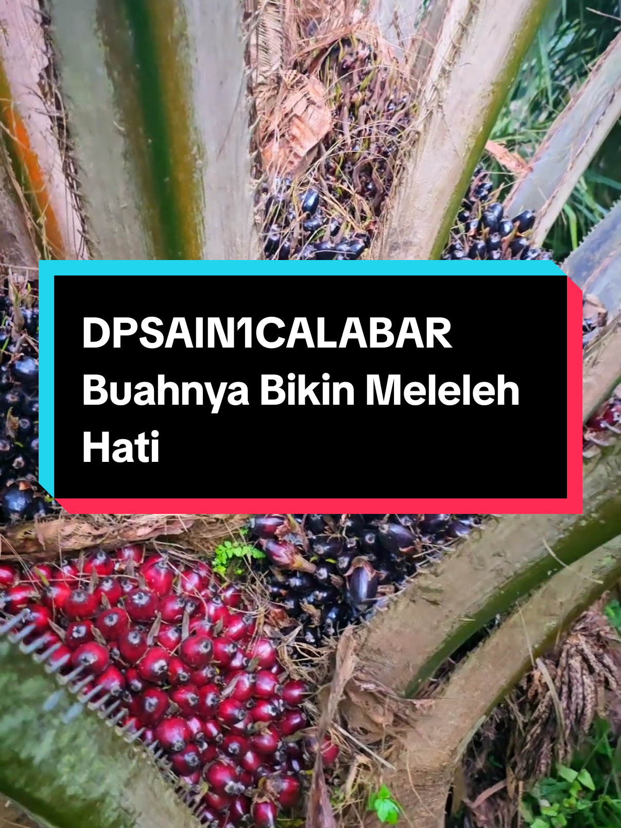 DPSAIN1CALABAR Buahnya Bikin Meleleh Hati #palmoil  #kelapasawit  #sawit  #calabar 