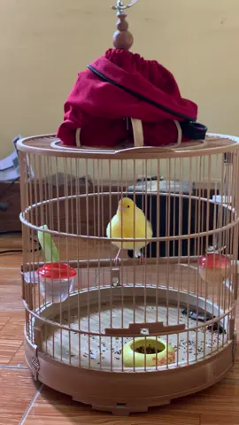 Máy chim 😜 Có ae nào chơi loại này ko  #chimhoangyen #hoangyenhot