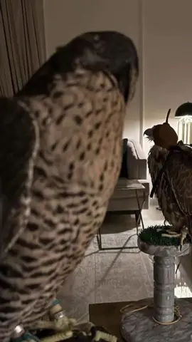 مرتّ علي وانا لحالي / اللحالي💔. #فيصل_الدحباش | @TikTok اكسبلور؟؟