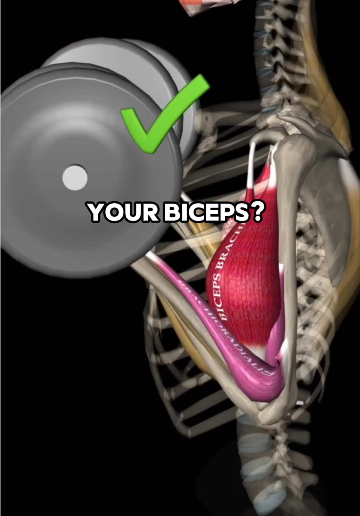 The secret to biceps curls! @Muscle and Motion 