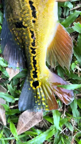 Umpan bulu ikan raja #bulufly #viral