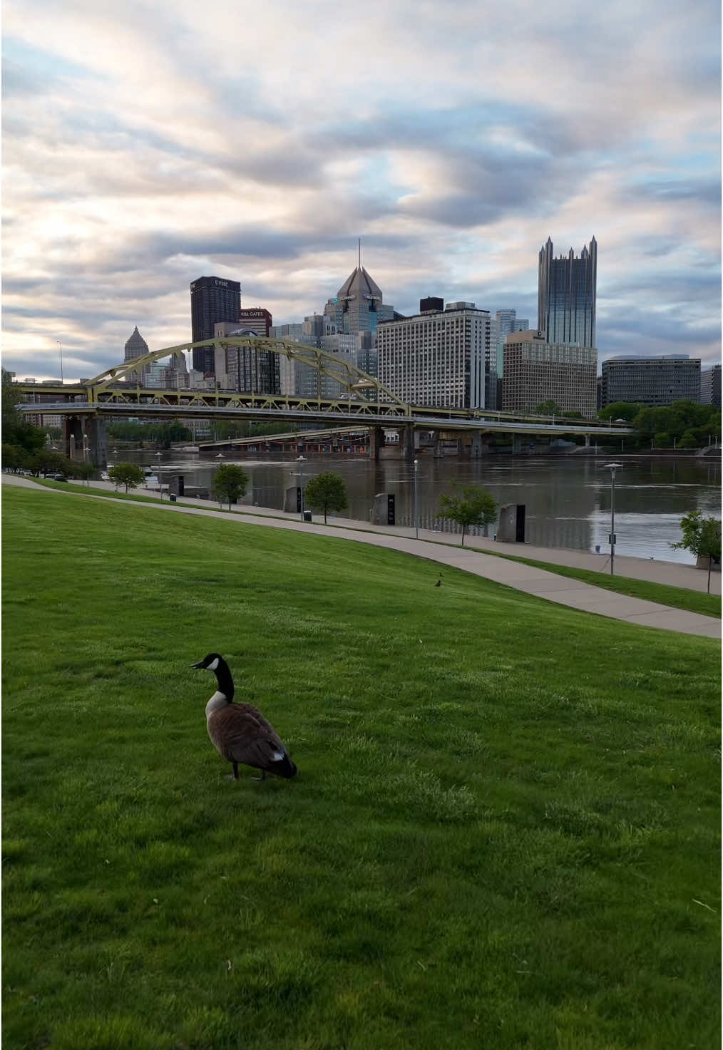 The Great Lawn 🦆#bhphotographypa #PittsburghPhotographer #pittsburgh #pgh #412
