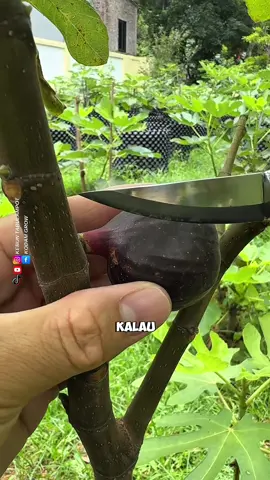 Cara Menikmati Buah Tin #buahtin #buahsurga #berkebunbuah #trikpintar #fyi #pertanian 