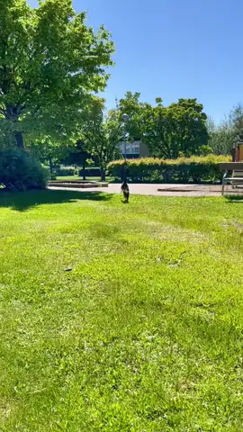 Phong cách chạy độc quyền, không đụng hàng! #mèo #xuhướng #foryou