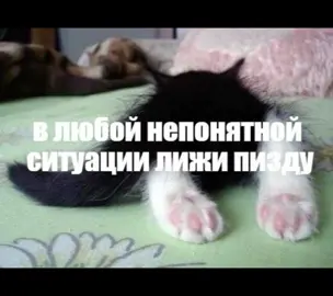 #мемы #мем #котики #милыекоты #озвучкамемов #cat #коты 