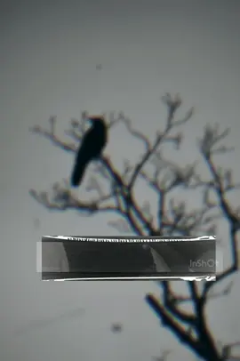 #CapCut 