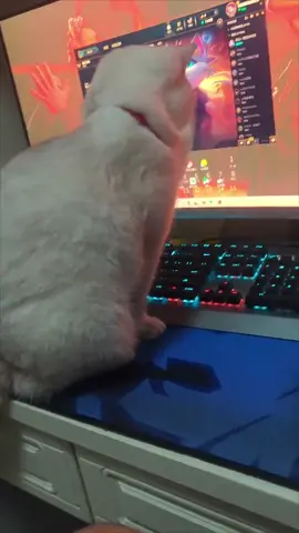 Thế giới ảo tình iu thật 🤣#xuhuong #trending #viral #meo #meodethuong #cat 