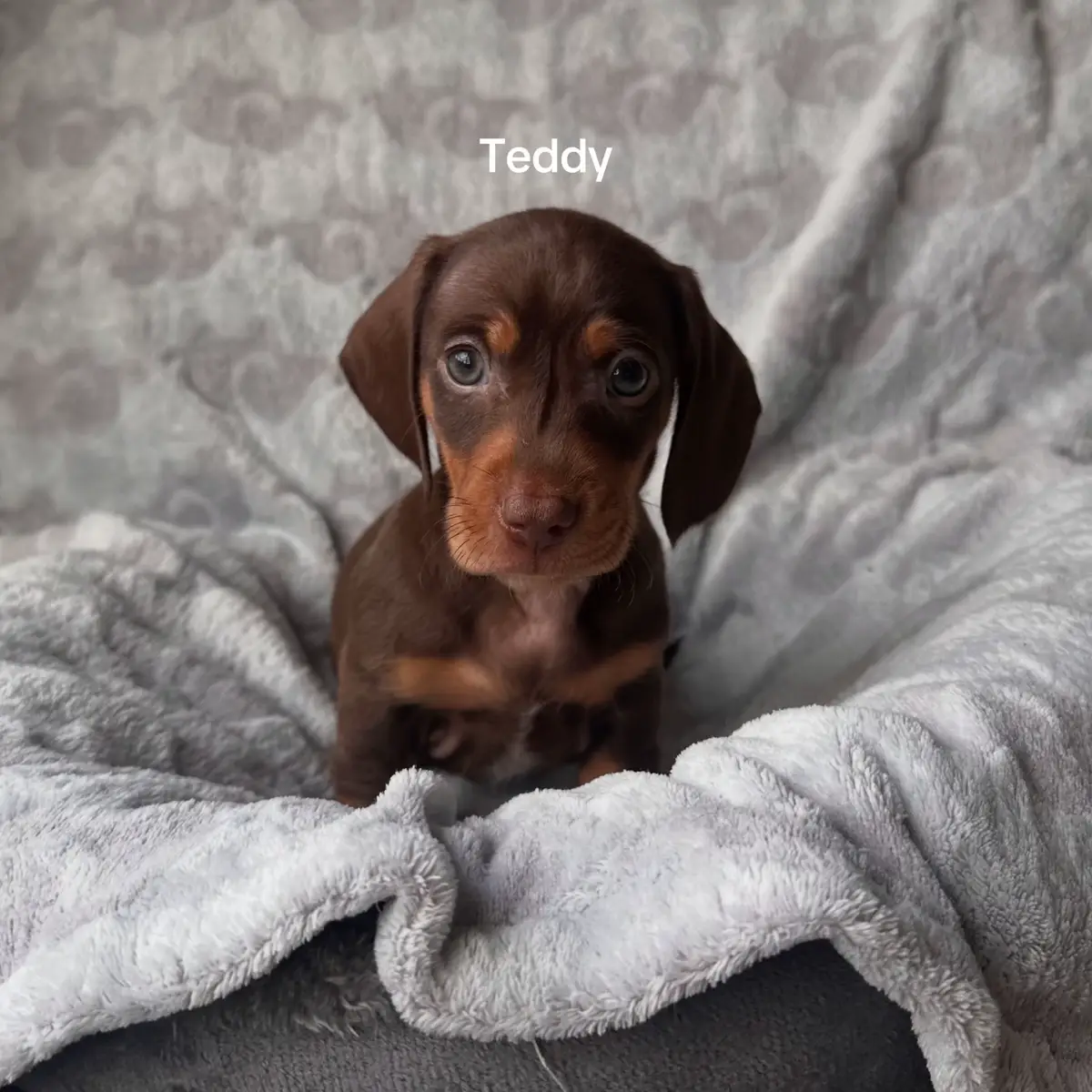 6 weeks old ! We had our six week vet checkup today, everyone did so well! So proud of my puppies. Here posted are the available pups. Please message me on Instagram or Facebook. Little.feet.dachshunds 