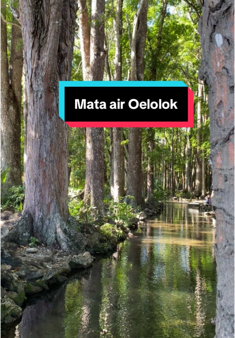 Lagi musim panas begini. Paling enak main air di mata air Oelolok. Yang berada di Kabupaten TTU airnya jernih dan bersih #nttpride🏝🔥 #nttpride🏝🔥kupangntt💯 #nttpride🏝🔥fypシviral #TTU #ttupride🏝🔥fypシ #oelolok 
