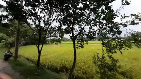 today's weather  #viralvideo #tiktok #viraltiktok #bangladesh🇧🇩 #trending #trend 