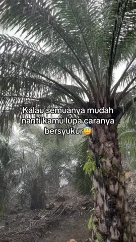 😇😇😇  #kontenhiburan #kulisawit #kulisawitkalimantan #orangbugis #bugisperantau 