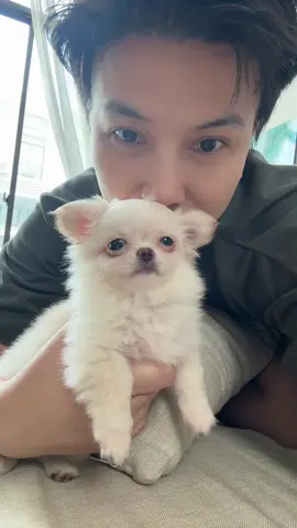 มู่ตู้ ฌองฌอง #ชิวาว่า #ทาสหมา 