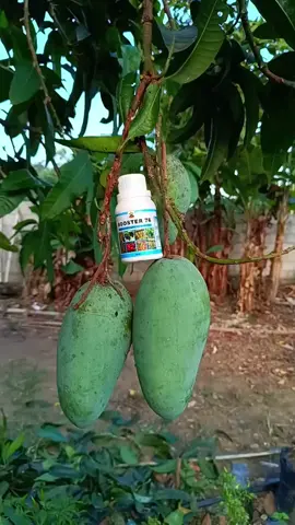 Bercucuk tanam jadi lebih mudah dengan Booster 76 #tiktok #trending #viral #fyp #booster76viral