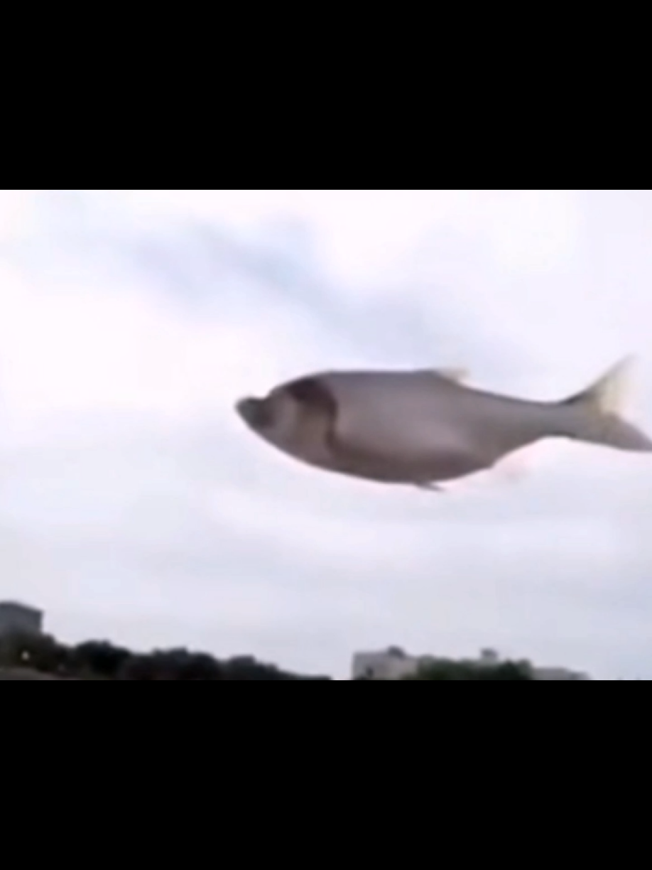 1 Minute of Flying Animals #meme  #foryoupageofficiall #goofyahh #funnyanimals 
