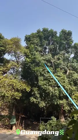 🤩 ⚡️ 🌳 Incredible! Recently, in Guangdong, China, technicians used a 
