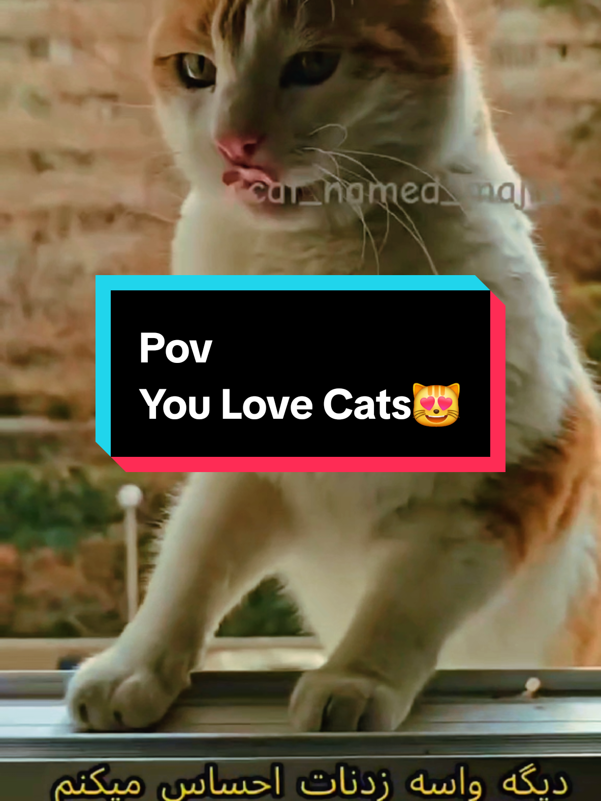 #creatersearchinsights #fyp #cat #fypage #pov #youlovecats #catsoftiktok #viralvideo #hilarious #sadcat #catfight 