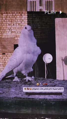 #صعدو_حتى_استمر🌿❤ #تصميم_فيديوهات🎶🎤🎬  #المصمم_القاد😉🤞🏾 