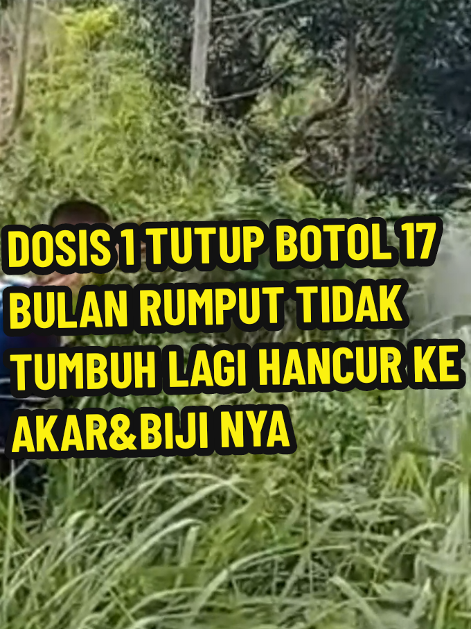 HERBISIDA JIFOS CUKUP 1 TUTUP BOTOL SAJA 17 BULAN RUMPUT SATU KALI SEMPROT  TIDAK TUMBUH LAGI PERMANEN SEKALI  #rumputilalang  #rumputpakis  #rumputlulangan  #RUMPUNBAMBU  #RUMPUTMERMBAT  #RUMPUTPECUTKUDA  #HERBISIDAJIPOSSANGATMANTAP 