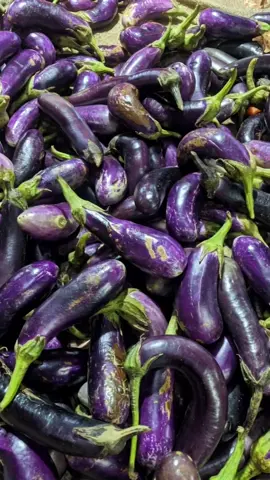 Nature’s camouflage level: Expert 🐍🍆 #magichourai #madewithmagichour #magichourillusions #wild #wildanimals #animals #eggplant #vegetables #transformation #ai #aivideo #aigenerated #trending #viraltiktok #fypシ 