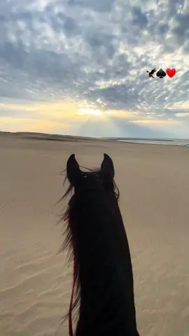 #خيل_عربي_اصيل #خيل_وخياله🐎 #مصر🇪🇬 #ابوهيبه #ابوهيبه_جبل_الحلال #خيل_عربي #foryou 