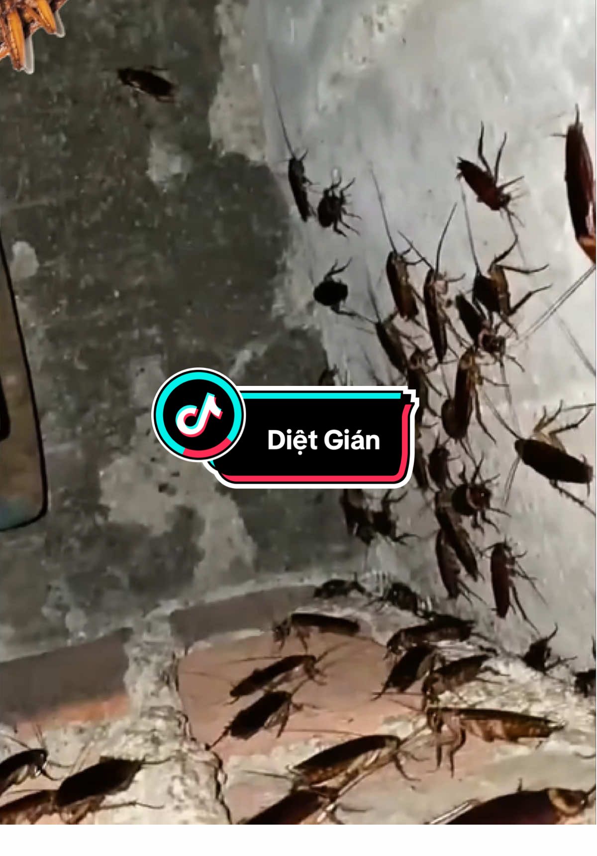 Diệt Gián bằng cái này cũng hay lắm mọi người ạ #viendietgian #viendietgiansinhhocamb #dietgiansinhhoc #cachdietgian #fyp #xuhuong 