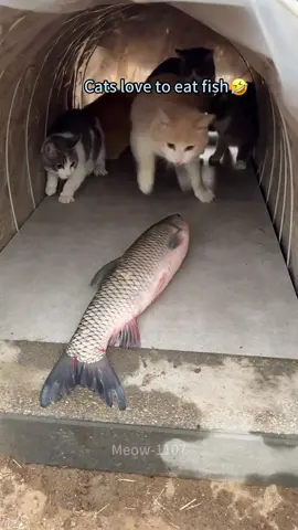 Cats love to eat fish🤣#cat #cats #funny #catlover #funnycat #funnytiktok #cute 