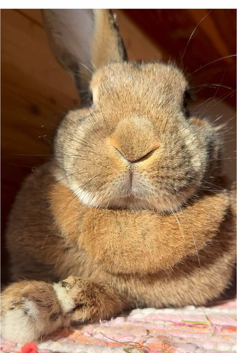 Let the weekend begin 💛 Wilma #weekendmood #weekendmode #relaxtime #chonkosaurus #bigbunny #brownbunny #cutebunny #bunniesoftiktok #bunnies #bunnylife #bunnylove #freeroambunny #kaninchenliebe #kaninchen #fyp #foryou 