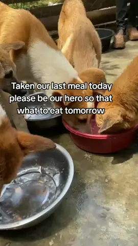 Taking our last meal today please stay for 10seconds repost like share or donate so that we get our daily dog food at the shelter please 🙏🙏