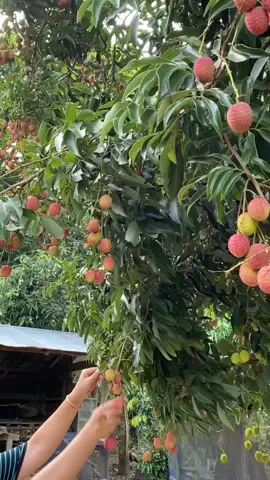 Vlog เข้าสวน🌿  #fyp #fypシ゚ #ธรรมชาติ #Vlog #สวนส้มบ้านดอย 