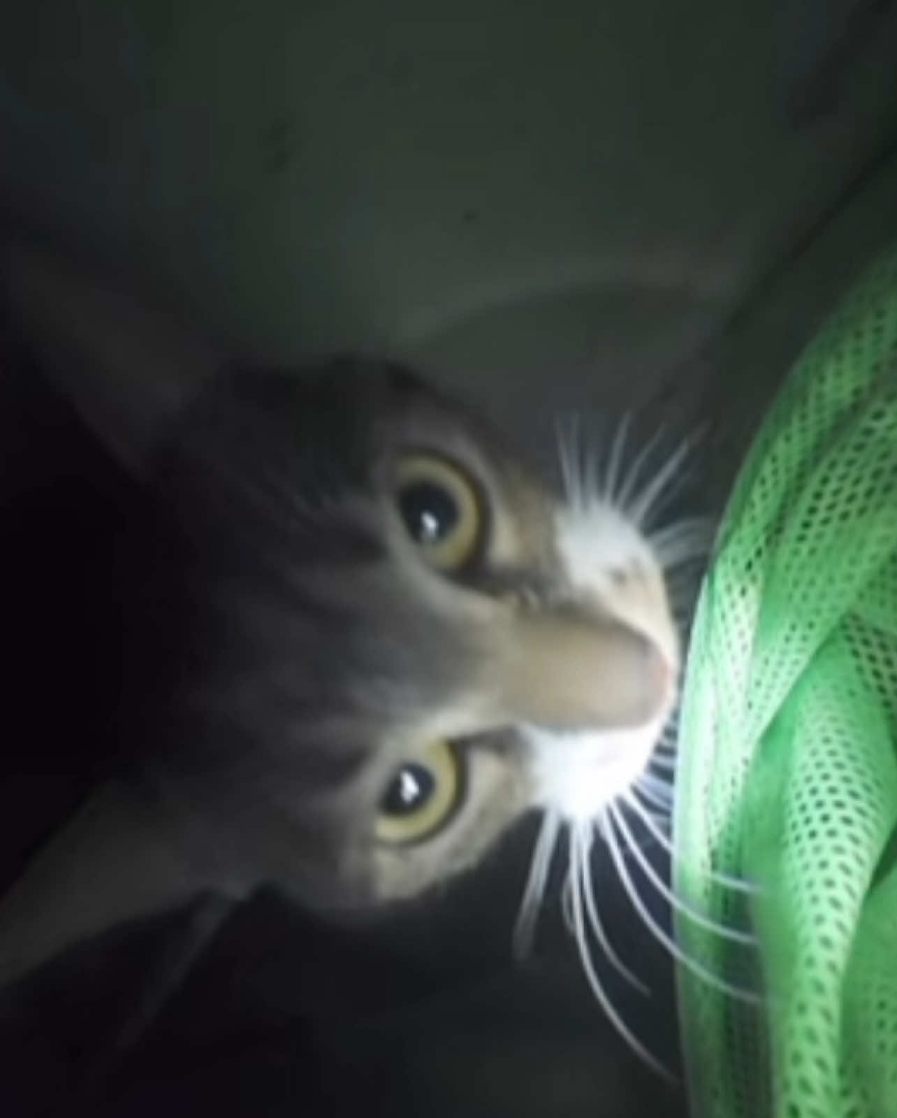 how to get a cat out of a deep hole#cat #catsoftiktok #cats #tren 