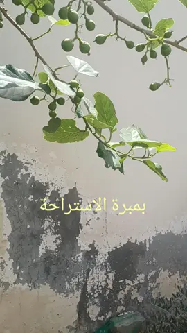 #السعودية #الكويت #الرياض #تصويري #الزبير_واهل_الزبير #الزبير 