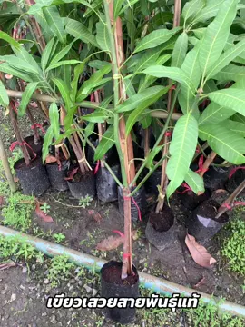 มะม่วงเขียวเสวยติดผลไว สายพันธุ์แท้ ขยายแบบไม้ทาบกิ่งสูง 90-100 ซม ต้นใหญ่สวยมาก #เขียวเสวย #มะม่วง 