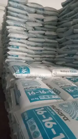 #viral #fypage #fyp #bibit #jambi 