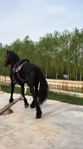 Funny horses.😀#foryou #horses #horsesoftiktok #fyp #horsesoftiktok #fyppppppppppppppppppppppp #horse #tiktok #horselife #horselover 