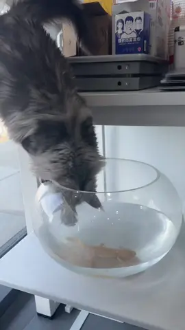 Cat slip🤣🤣#funny #foryou #catlover #catsoftiktok #usa #fpy #funnyvideos 