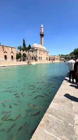 #urfa #urfabalıklıgöl #keşfet #keşfetalbeni#keşfetgörbeni #keşfeeeettt #keşfetteyizzz #fyppppppppppppppppppppppp #fypシ゚ 