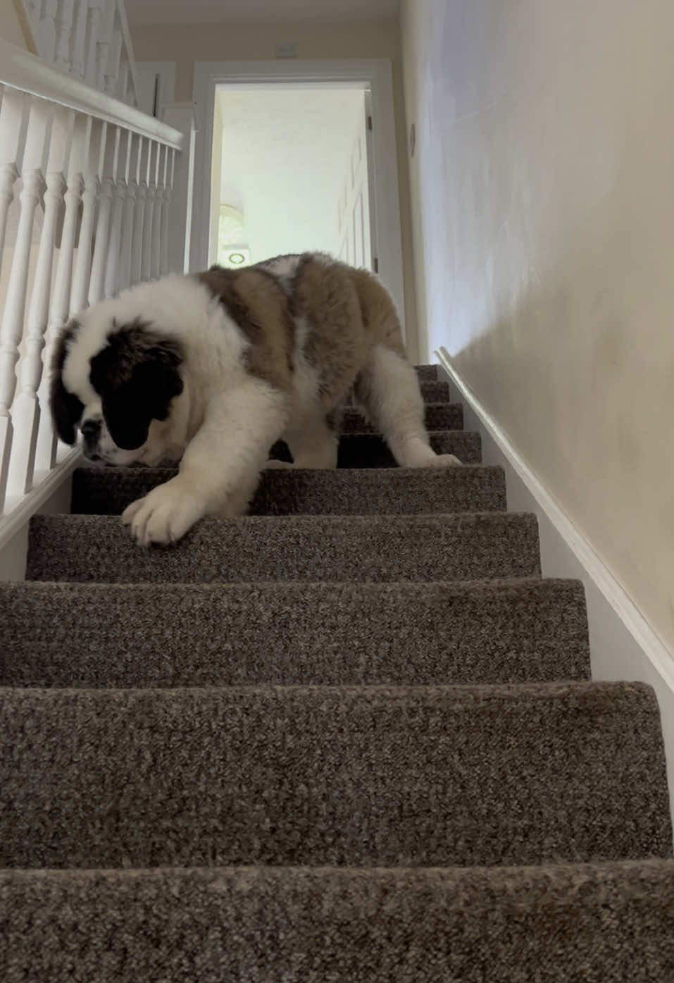 Hector's first steps down the stairs. memories #dogslife #piesek #saintbernard #saintbernardpuppy #funnydog #diabelwcielony #bernardyn #dog #gigantdogs #szczeniaczek #pierwszekroki 